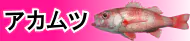アカムツ特集トップ アカムツ特集トップ