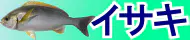 イサキ特集トップ イサキ特集トップ