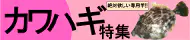 カワハギ特集 カワハギ特集