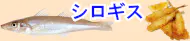 船シロギス特集トップ 船シロギス特集トップ