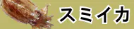スミイカ特集トップ スミイカ特集トップ