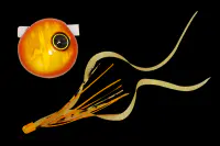 鉛式ビンビン玉スライドオレンジゴールドイカナゴカーリーT+ 鉛式ビンビン玉スライドオレンジゴールドイカナゴカーリーT+