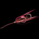 無双真鯛フリースライドネクタイフックセットツインカーリースリム&ストレート赤海老 無双真鯛フリースライドネクタイフックセットツインカーリースリム&ストレート赤海老