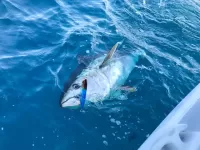 サーフィッシュ220F サーフィッシュ220F