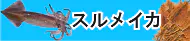 スルメイカ特集 スルメイカ特集