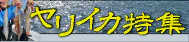 ヤリイカ特集 ヤリイカ特集