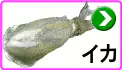 イカ イカ