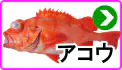 アコウ アコウ