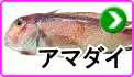 アマダイ アマダイ