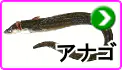 アナゴ アナゴ
