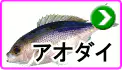 アオダイ アオダイ
