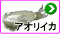アオリイカ アオリイカ
