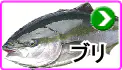 ブリ ブリ