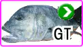 GT GT
