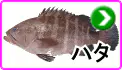 ハタ ハタ