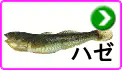 ハゼ ハゼ