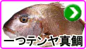 一つテンヤ真鯛 一つテンヤ真鯛