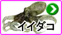 イイダコ イイダコ