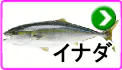 イナダ イナダ