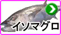 イソマグロ イソマグロ
