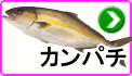 カンパチ カンパチ