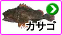 カサゴ カサゴ