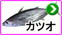カツオ カツオ