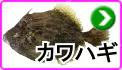 カワハギ カワハギ