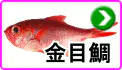 キンメダイ キンメダイ