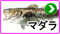 マダラ マダラ