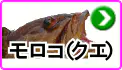 モロコ(クエ) モロコ(クエ)
