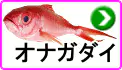 オナガダイ オナガダイ