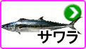 サワラ サワラ