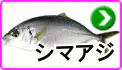 シマアジ シマアジ