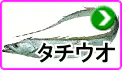 タチウオ タチウオ