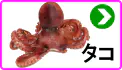 タコ タコ