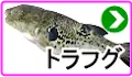 トラフグ トラフグ