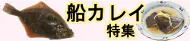 船カレイ特集トップ