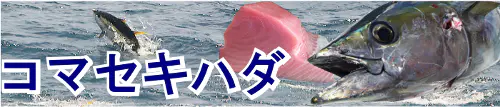 コマセキハダ特集トップ