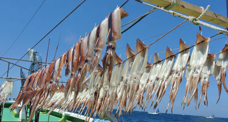 海人 スルメイカ120-150 - 16,100円 : 海釣り、船釣り専門店の沖三昧
