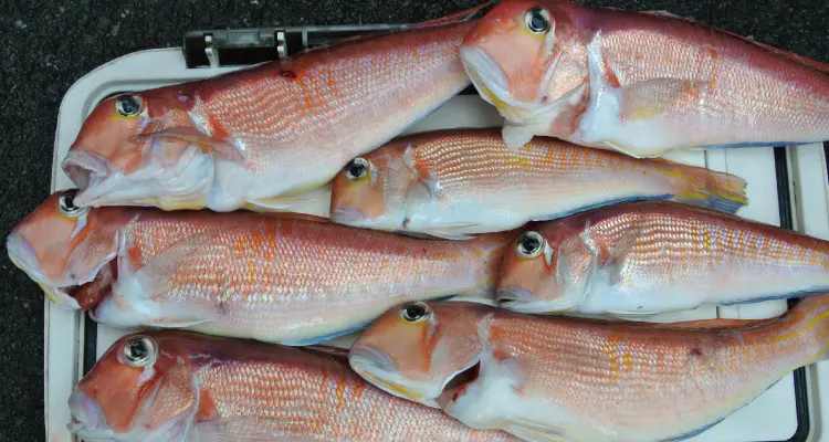 海人 アマダイ215 - 17,700円 : 海釣り、船釣り専門店の沖三昧 ,釣具