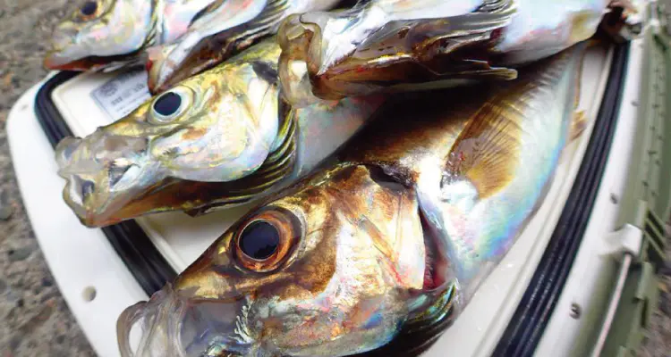 海人 ビシアジ170_64 - 18,500円 : 海釣り、船釣り専門店の沖三昧