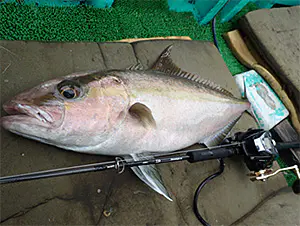 ネオステージDG63B_4G【電動ジギング専用ロッド】 - 29,900円