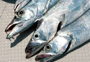 タチウオX_ML190 - 12,900円 : 海釣り、船釣り専門店の沖三昧 ,釣具