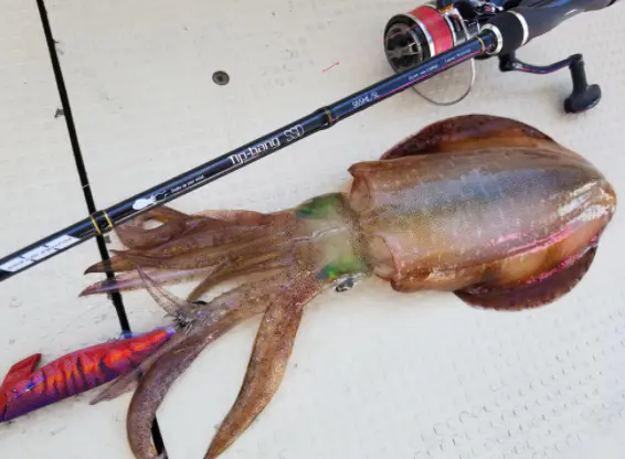 deps エギングロッドティップランモデル TIPBANG SSD_S65M_SL-DEEP ティップランエギングロッド - 22,300円