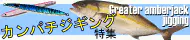 カンパチジギング特集 カンパチジギング特集