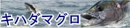キハダマグロ特集トップ キハダマグロ特集トップ