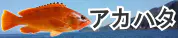 アカハタ特集トップ アカハタ特集トップ