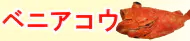 ベニアコウ特集トップ ベニアコウ特集トップ