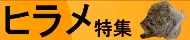 ヒラメ特集 ヒラメ特集